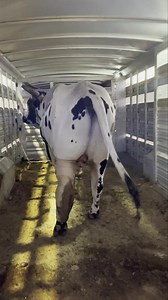 2.8M views · 47K reactions | On our way to Oklahoma State College of Veterinary Medicine to get Hard Labor’s cast off!!! | Nothin' But Try Ranch and Event Center | Facebook