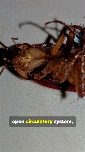 Creepy Truth: Headless Roach Lives Days #facts