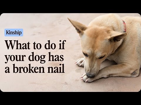 Help! My Dog’s Nail Broke—What Now?