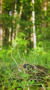 2.4M views · 7.8K reactions | Survival skills： Great Scissors Lifehack for Extreme conditions #survival #lifehacks #camping #kirillmultitool | Lifes Forest | Facebook