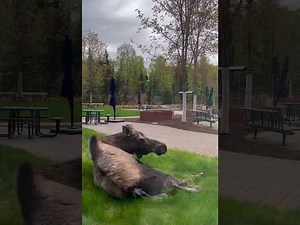 Mama Moose Gives Birth in Front of Office Building