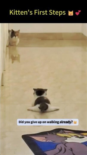 Kitten Learning to Walk 🐾【Too Cute Bro】#catshorts #funny #cute #funnycats