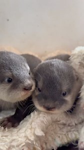 Baby otter has been growing up for 2 months already! Early✨ #otter #otters #otterlover #ottersofinstagram #ottercreek #otterlife #ottercafe #otterbox #animal #petcare #trend #petstagram #cute #animallover #animalsofinstagram #animalworld #animalphotography #pet #petstagram #petsofinstagram #petcare #petlovers | FuChanpo