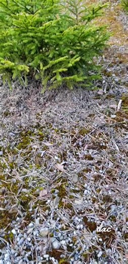 Discover Serene Forest Beauty with Evergreen Trees