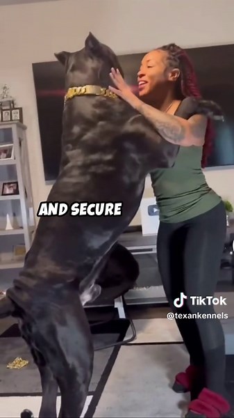 They are the BEST netflix buddies 🚨 #canecorso #canecorsoitaliano #canecorsopuppy #canecorsoforlife #canecorsolovers #canecorsopuppiesforsale
