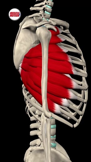 📸 Check out this captivating video showcasing the serratus anterior muscle and the long thoracic nerve in action! 💪 #SerratusAnterior #LongThoracicNerve #MuscleFunction #Anatomy #muscleandmotion #nerveanatomy