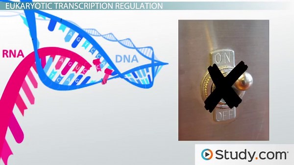 Regulation of Transcription in Eukaryotes | Factors & Examples