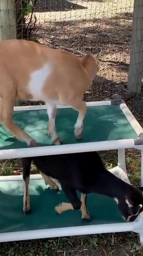 Watch til the end... 👀 Did you know that Kuranda makes Bunk Beds for dogs... and goats! 🐐 Check out our bunk beds: https://kuranda.com/dog-beds/standard-dog-bunk-bed 🔗 📸 @wonders_was_here on Instagram #KurandaUSA #KurandaDogBed #ChewProofDogBed #MadeinUSA #BunkBed #DogBunkBed #DurableDogBed #Goats #AnimalLover | Kuranda Dog Beds