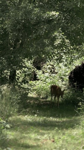 A Visitor // Spring, 2026 #splices #nature #postrock #shoegaze