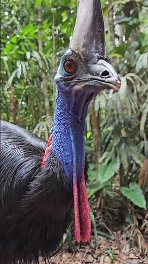 This Bird Can Kill a Human – Meet the Cassowary!