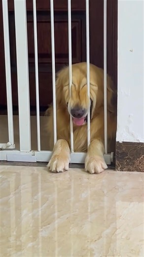 471K views · 11K reactions | Dog Sleeping Positions藍#dog#funny#funnyanimals#funnypets#animals #dog | Tails Of Hope | Facebook