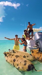 11K views · 160 reactions | Bahamas bucket list item: swimming with the pigs  Learn how you can swim with the pigs at https://bit.ly/3trTwBj | Nassau & Paradise Island, The Bahamas | Facebook