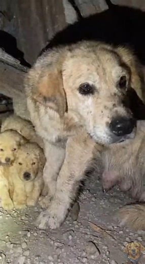 Rescue isn’t instant magic. It’s patience, tears, and tiny steps 🥺❤#DogRescue #RescueStory