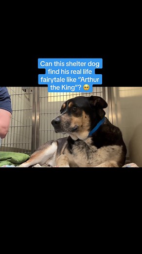 Can this shelter dog find his real life fairytale like “Arthur the King”? 🥺 | Part two of Arthur’s story after being dumped because his family was moving 😔 #shelterdog #animalshelter #rescuedog #rockykanaka #arthurtheking #adoptme