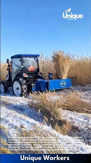 Winter farming techniques: harvesting reeds with a tractor