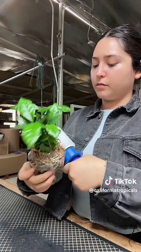 Arabica coffee plants 🪴