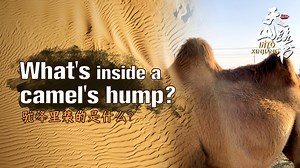 667K views · 1.3K reactions | Camels can last a long time without food and water, and this has a lot to do with their most notable feature – their hump. Do you know what's inside a camel's hump? Follow CGTN into Xinjiang and find out more. #IntoXinjiang | CGTN | Facebook