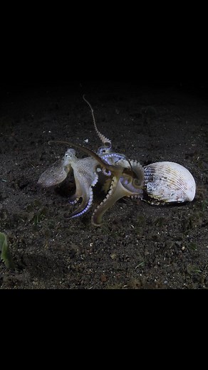 Yury Ivanov | UW Photographer | OCTO-MOMENTS 6🐙 - the "Night fight" 😵 The lighting ➡️ @bigbluehkhq Beneath the moonlit waves, two Coconut Octopuses engage in a silent... | Instagram