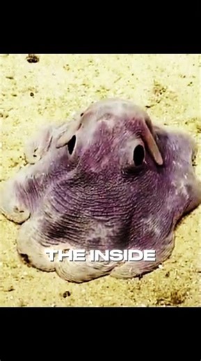 Dumbo Octopus: Cute Looks, Extreme Survival Skills #DeepSea #MarineLife #Shorts