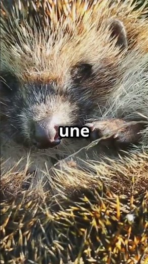 les hérissons se protègent avec des piquants 🦔#animaux #hérisson #documentaire #mignon