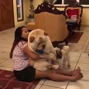126 reactions · 42 shares | Just like a giant teddy bear  By: instagram.com/tabachewy | Animal Lovers Center | Facebook