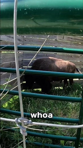 Bison In The Midwest (Ouabache State Park)