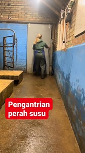 Perah susu #sapi #perah #rels | Peternak Kambing Milenial