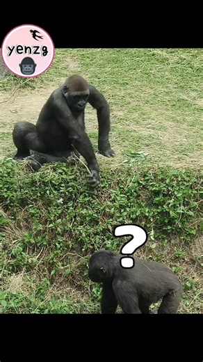 gorilla brothers fun wrestling game😅😆 #gorilla #gorillatag #taipeizoo #金剛猩猩 #台北市立動物園 #shorts
