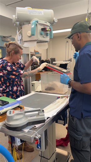Hop on into our vet hospital for a Cane Toad health check 🩺 Vets and nurses gave our Cane Toad a toad-ally terrific examination and gathered important data about the species. These little amphibians are known for being a pest and are considered highly poisonous predators in the wild. Here at Perth Zoo, our Cane Toad is a great ambassador and helps us share the story of how introduced species can impact entire ecosystems 🐸 | Perth Zoo