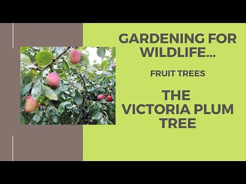 Gardening for wildlife...Fruit trees, The Victoria plum tree.