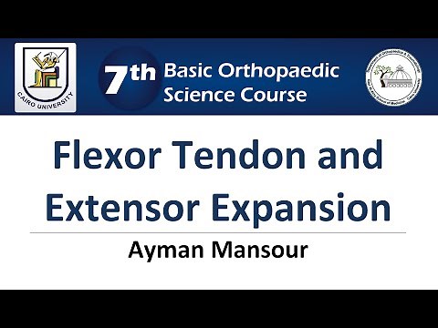 Flexor Tendon and Extensor Expansion