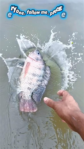 A large fish became trapped because the water level in the canal droppedI careful🐟ly rescued it