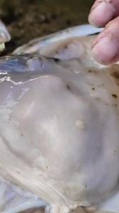 181K views · 975 reactions | Claim pearls near my home  #Pearls #Pearlclaim #claim #reels #fb #fbreels #fyp #adsonreels #reelsfb #trend #reels2025 #reelviral #reelsvideoシ #reelsviralシ #fbreels #fbreelsvideo #reelsvideo #viralpost #videoviral #viralvideo #viralshorts | The Nature | Facebook