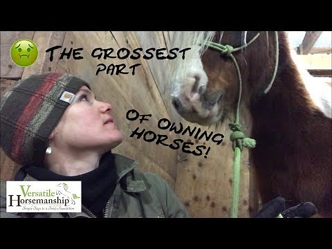 The Grossest Part Of Owning Horses... Sheath Cleaning! // Versatile Horsemanship