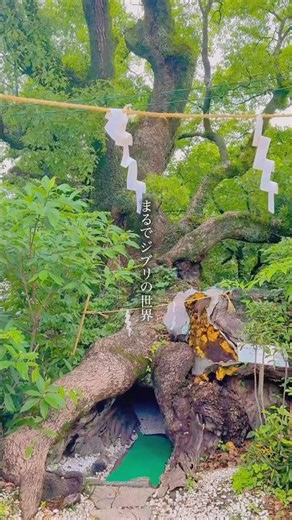 ジブリのような世界🌳トトロの住処！？