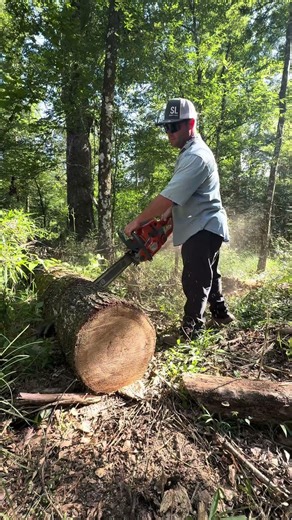 562xp Cherrybark Red Oak 8lb #firewood #oak #fyp #husqvarna #562xp