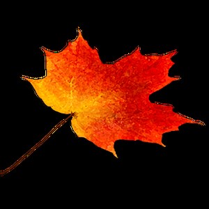 Volunteering  | Morningsidepark.org