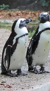 Vandaag is het African Penguin Awareness Day 🐧 Hoewel je bij pinguïns snel denkt aan de kou, zijn Afrikaanse pinguïns de enige soort die in Afrika leven☀️ Ze eten alleen uit de zee en hebben wel 25 verschillende vissoorten op hun menu! Helaas moeten ze steeds verder zwemmen om hun voedsel te vinden🐟 Dierverzorger Nanja vertelt hoe ARTIS zich inzet om deze soort te behouden en de wildpopulatie te beschermen! #AfrikaansePinguin #AfricanPenguin #Natuurbehoud #Soortbehoud #Dierbescherming #Interna