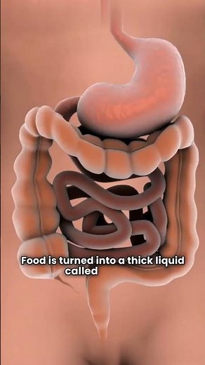 How Your Body Turns Food Into Poop? #digestion #humanbody