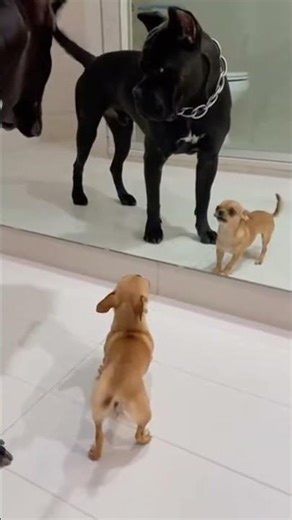 Tiny Dog vs. Giant Beast: The Mirror Reaction! 😱