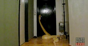 Giant Snake Opens Door