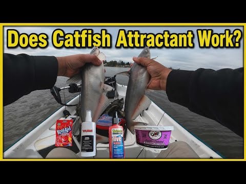 Bait Testing | Catfish Attractants | Chicken Breast