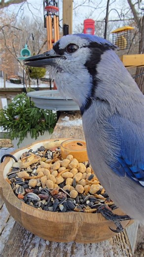 A little behind the scenes. I love the sounds in this one 💛 #birds #birbs #birdnerd #birdlovers #birdfeeder #birdcam #birdwatching #birdfeeding #birdbath #birdsong #wildbirds #wildlife #backyardbirds #songbirds #garden #homeandgarden #cottagecore #peaceful #nature #relaxing #asmr #mentalhealth #chirpcuterie #charcuterie #catvideos #foryourcat #fyp #trending | The Chirp Corner