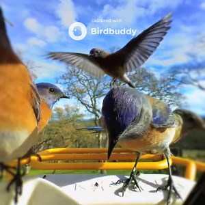 3.9K views · 76 reactions |  Western Bluebirds exploring the Bird Buddy on a sunny morning - a gentle reminder of conservation's importance. | Birdbuddy | Facebook