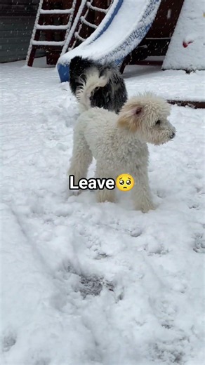 Cute little pups want to play with you 😍😍 #viral #puppy #puppypic #cutepup #dog #petshub #dogs #pp