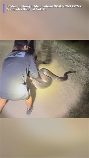 Yikes! A 17-foot python was caught in the Everglades National Park. #python #snake #everglades #nationalpark #florida | Gray Media Digital Content Center