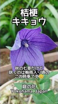 桔梗キキョウ 秋の七草だけど!? 庭の花 #庭の花 #花のある風景 #山野草 #花風景 #花のある暮らし #ガーデニング #桔梗 #キキョウ #nature #flowers #garden