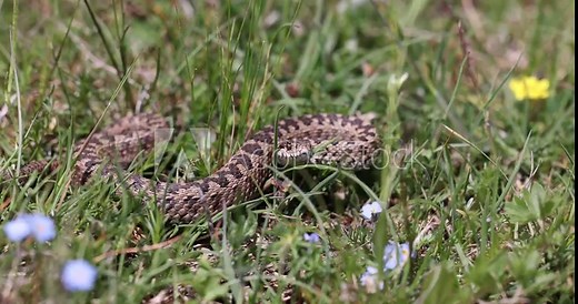 Vipera ursinii with the common name Meadow viper, Italy, Campo Imperatore.