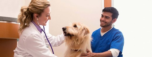 Flea & Tick Prevention For Dogs & Cats | BRAVECTO® (FLURALANER)