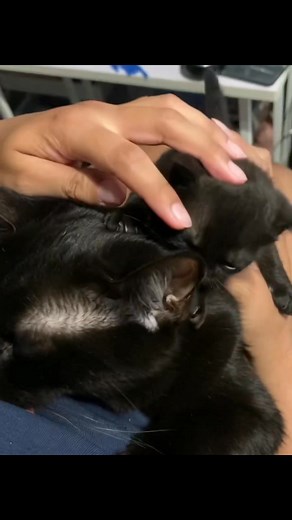 Little shadow on big shadow 🖤🖤 | Black Cats